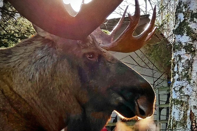 Wilderness, Wildlife, Glacier Experience from Anchorage - Bird Point, salmon country, and Chugach State Park