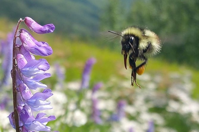 Wilderness, Wildlife, Glacier Experience from Anchorage - Gold Rush stories and the short seasonal walks