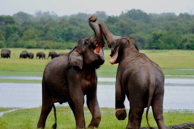 Wilpattu National Park Jeep Safari from Negombo / Waikkal (All Inclusive) - Inside Wilpattu by safari jeep
