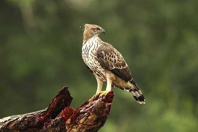 Wilpattu National Park Jeep Safari from Negombo / Waikkal (All Inclusive) - What the wildlife sightings can really mean