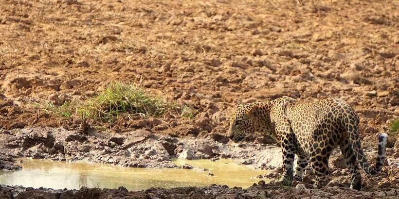 Wilpattu National Park: Morning or Afternoon Safari - Key points to know before booking