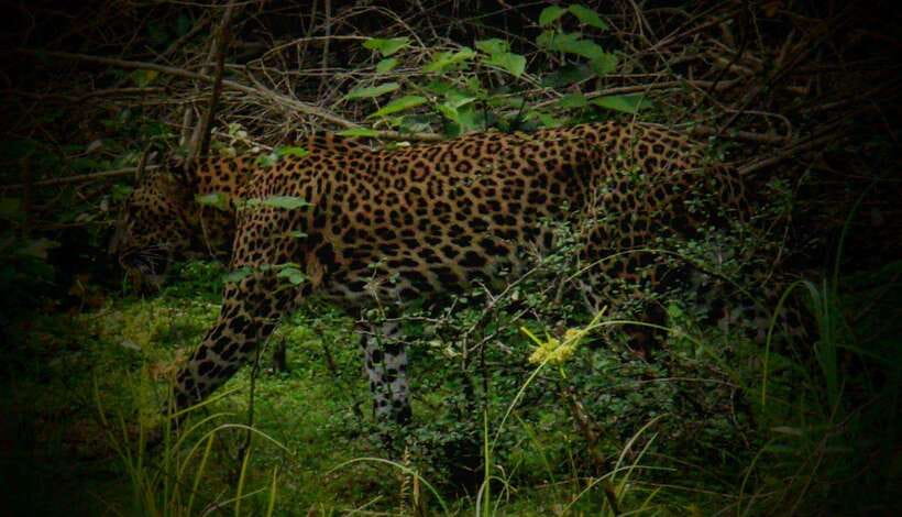 Wilpattu National Park: Morning or Afternoon Safari - Who will enjoy this Wilpattu safari most?