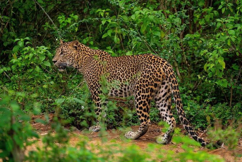 Wilpattu National Park: Morning or Afternoon Safari - Why Wilpattu feels different from a standard safari