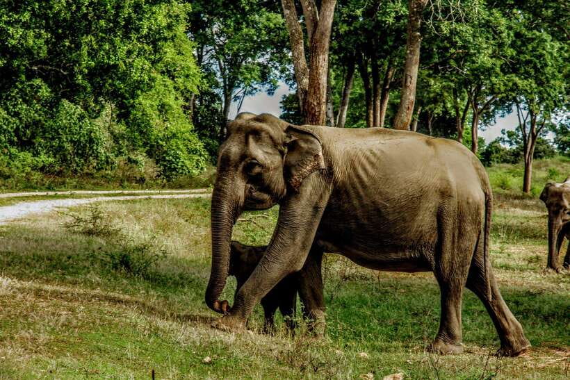 Wilpattu National Park: Morning or Afternoon Safari - The four-hour jeep safari inside the park