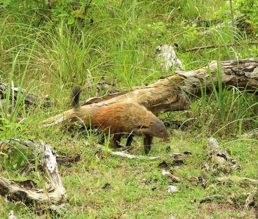Wilpattu National Park: Morning or Afternoon Safari - Kudiramale Point, Pomparippu, and the villu areas