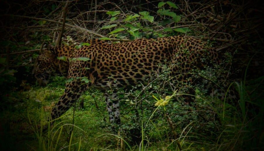 Wilpattu National Park: Morning or Afternoon Safari - Wildlife sightings: exciting, but never guaranteed