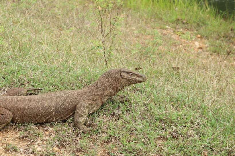 Wilpattu National Park: Morning or Afternoon Safari - Morning or afternoon: which departure suits you?