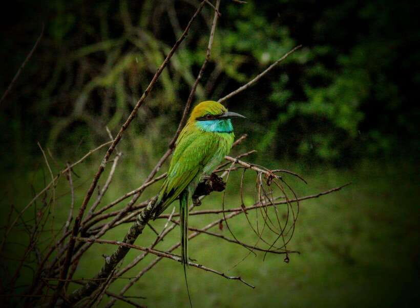 Wilpattu National Park: Morning or Afternoon Safari - The guide can make or break the outing