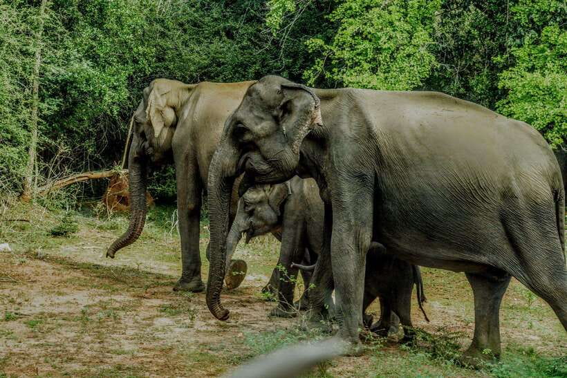Wilpattu National Park: Morning or Afternoon Safari - What the $35 price really buys you