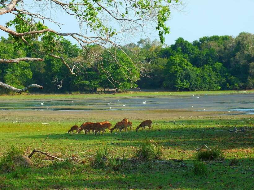 Wilpattu National park - Morning or Afternoon Safari - Starting with pickup near Wilpattu