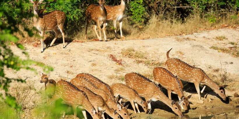 Wilpattu National Park Safari Tour from Colombo - Key points before you book