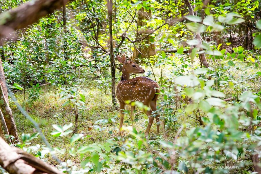Wilpattu National Park Safari Tour from Colombo - Should you book the Wilpattu day trip?