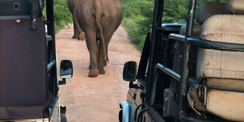 Wilpattu National Park Safari Tour from Colombo - Three hours among Wilpattu’s willus