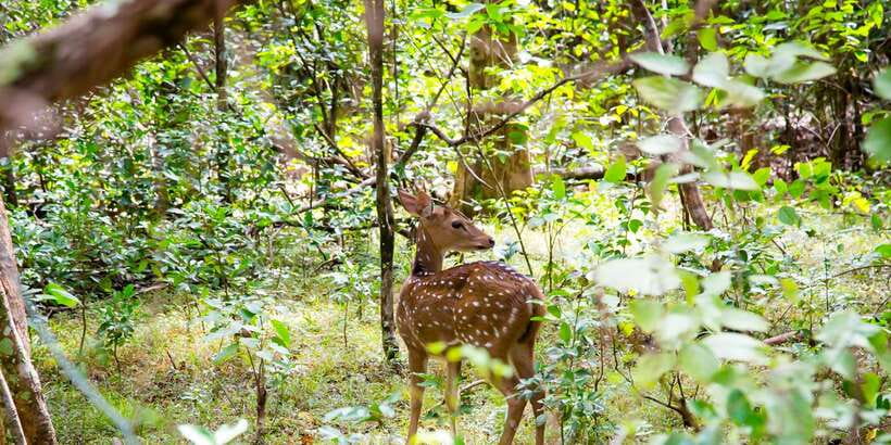 Wilpattu National Park Safari Tour from Colombo - A local lunch stop near Puttalam
