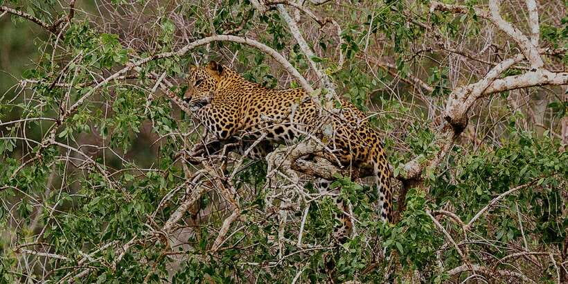 Yala: Morning or Afternoon All-inclusive Private Safari - Key details before you book