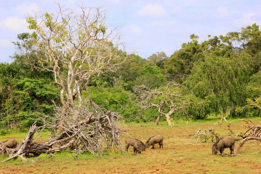 Yala: Morning or Afternoon All-inclusive Private Safari - Practical booking advice and cancellation terms