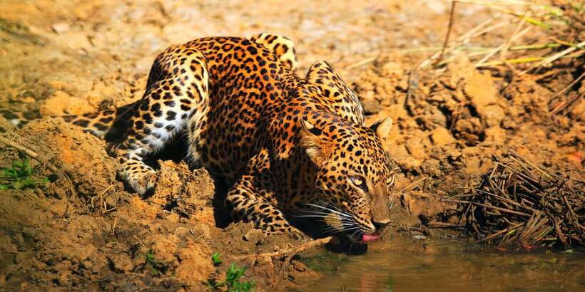 Yala: Morning or Afternoon All-inclusive Private Safari - Inside the customized game-viewing vehicle