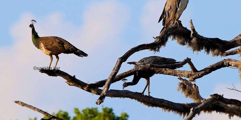 Yala: Morning or Afternoon All-inclusive Private Safari - The three-hour search for leopards