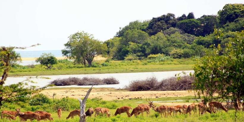 Yala: Morning or Afternoon All-inclusive Private Safari - Animals you could see beyond the leopard