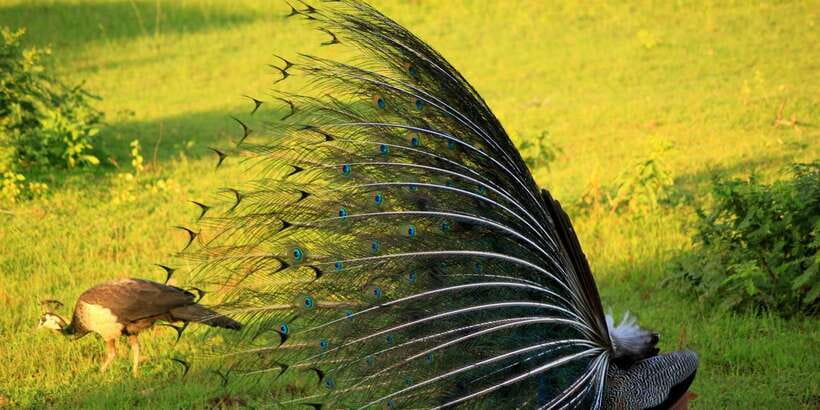 Yala: Morning or Afternoon All-inclusive Private Safari - Snacks, water, and comfort on the road