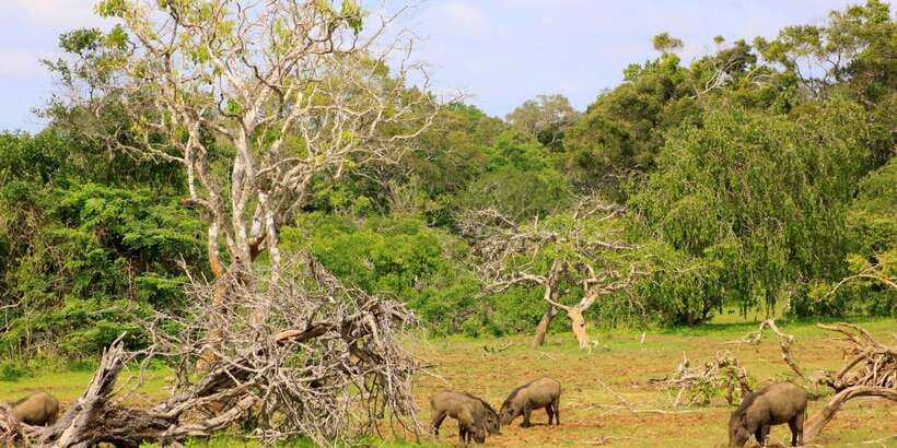 Yala: Morning or Afternoon All-inclusive Private Safari - Morning or afternoon: which timing fits you?