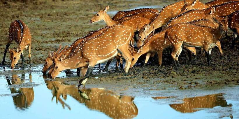Yala: Morning or Afternoon All-inclusive Private Safari - Who will get the most from this private safari?