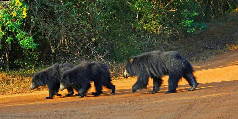 Yala: Morning or Afternoon All-inclusive Private Safari - From your hotel to Yala’s entrance