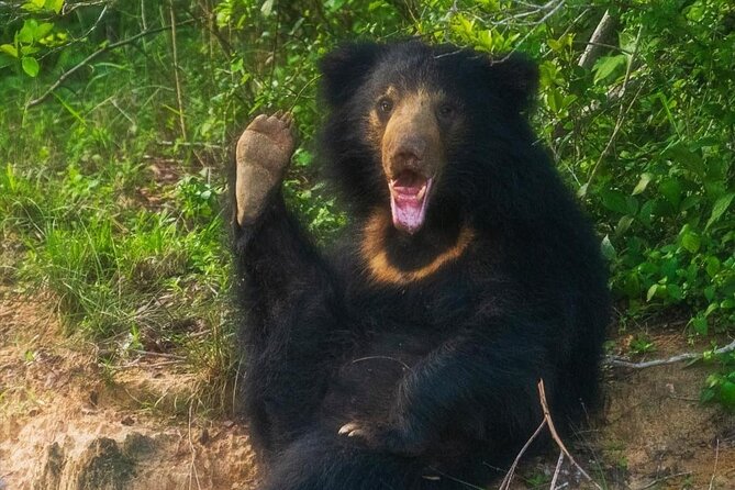 Yala National Park - Full Day Safari (04:30 am - 06:00 pm) - Why Yala rewards a full day
