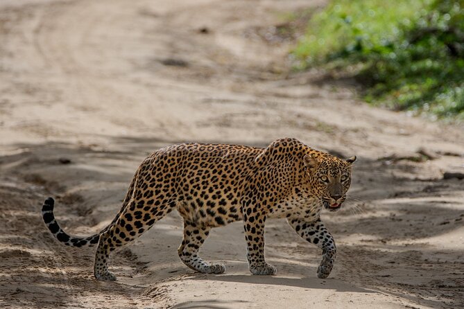 Yala National Park - Full Day Safari (04:30 am - 06:00 pm) - Leopards, elephants, and the luck factor
