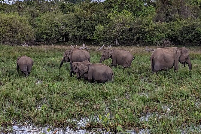 Yala National Park - Full Day Safari (04:30 am - 06:00 pm) - The value of having a strong driver-guide