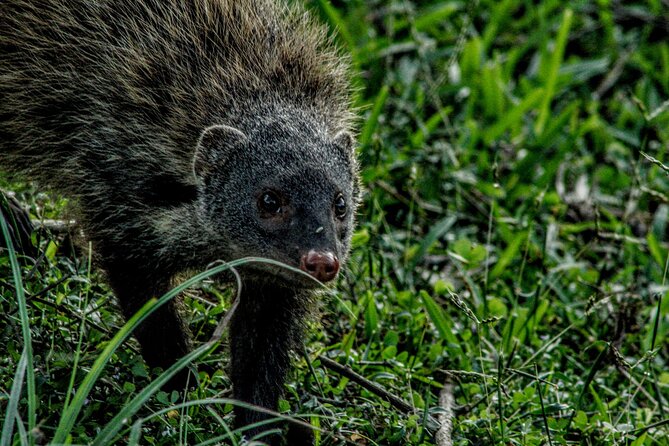 Yala National Park - Full Day Safari (04:30 am - 06:00 pm) - Breakfast, lunch, and the practical side of a long safari