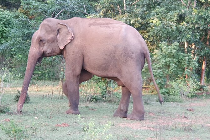Yala National Park - Full Day Safari (04:30 am - 06:00 pm) - What the $99 price includes