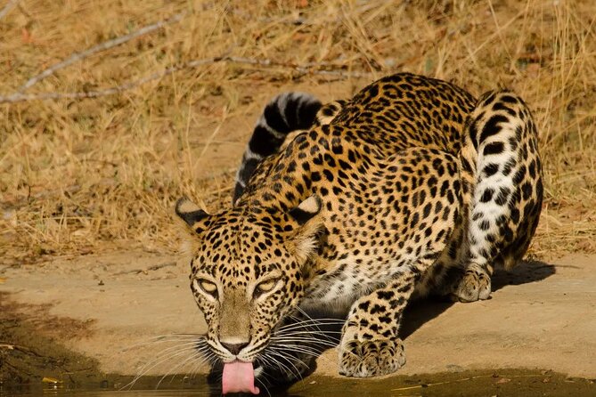 Yala National Park - Full Day Safari (04:30 am - 06:00 pm) - Group size, comfort, and the long return