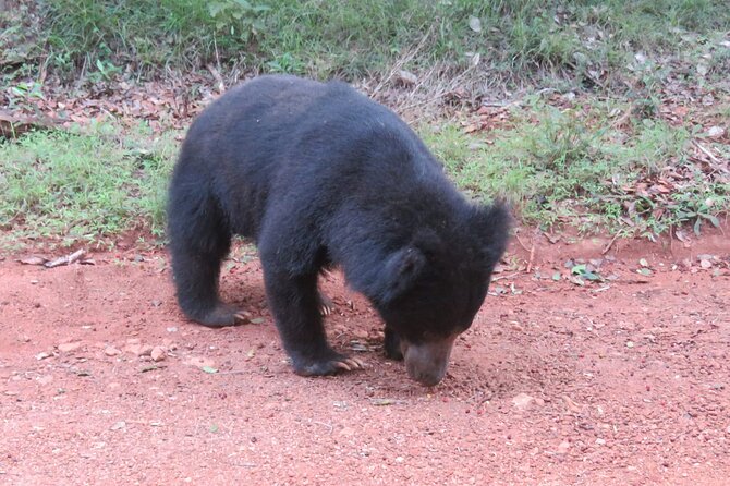 Yala National Park - Full Day Safari (04:30 am - 06:00 pm) - The 4:30 am pickup and the road to the gate