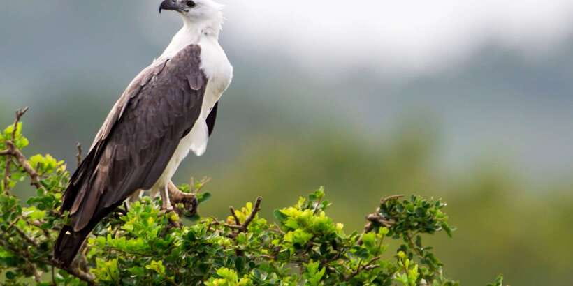 Yala National Park: Half, 7-Hour, or Full-Day Safari & Meals - Comfort, safety, and what to pack