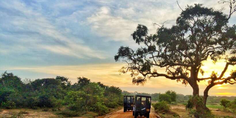 Yala National Park: Half, 7-Hour, or Full-Day Safari & Meals - Why Yala is worth the early start