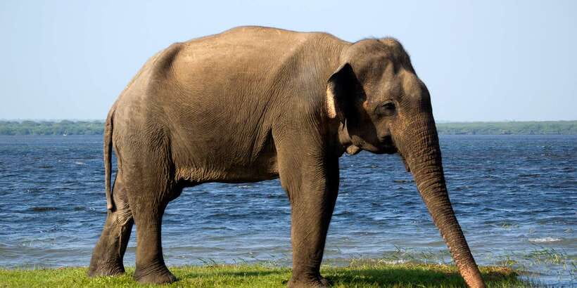 Yala National Park: Half, 7-Hour, or Full-Day Safari & Meals - Morning safari: the best choice for serious wildlife watching