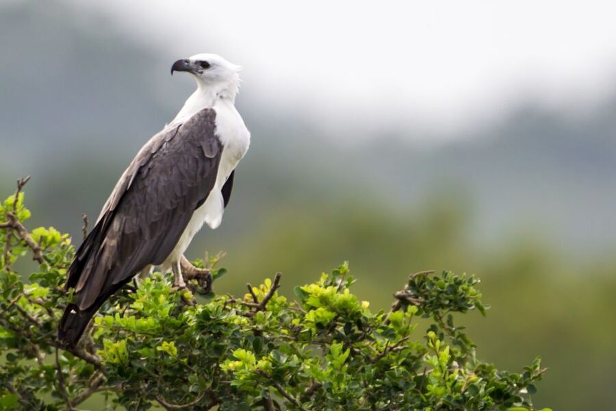 Yala National Park: Half, 7-Hour, or Full-Day Safari & Meals - What you might see between leopard sightings