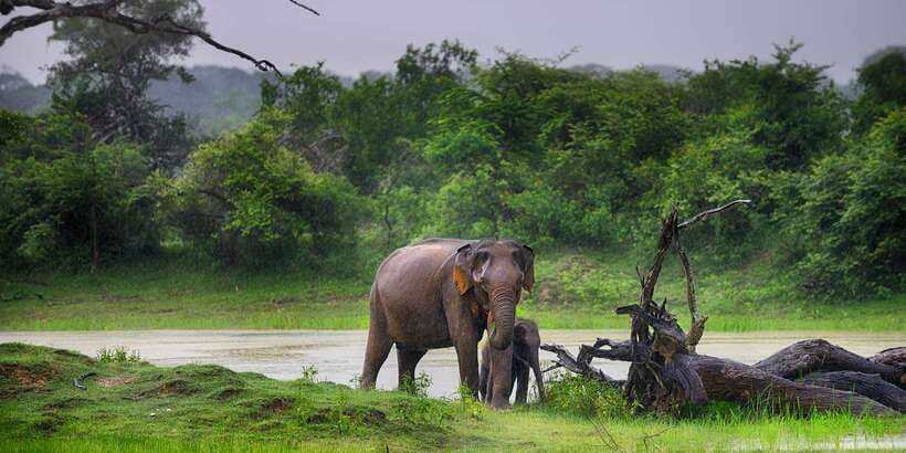 Yala National Park: Half, 7-Hour, or Full-Day Safari & Meals - Cost, park fees, and what the price really means