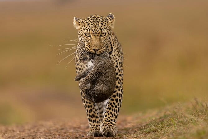 Yala National Park Safari |From Hambantota Port (Shore Excursion) - What makes this Yala safari worth considering