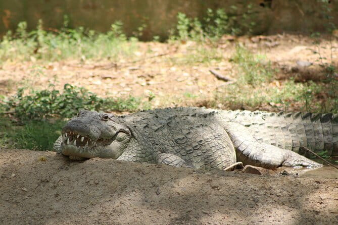 Yala National Park Safari |From Hambantota Port (Shore Excursion) - From Hambantota Port to Yala’s entrance