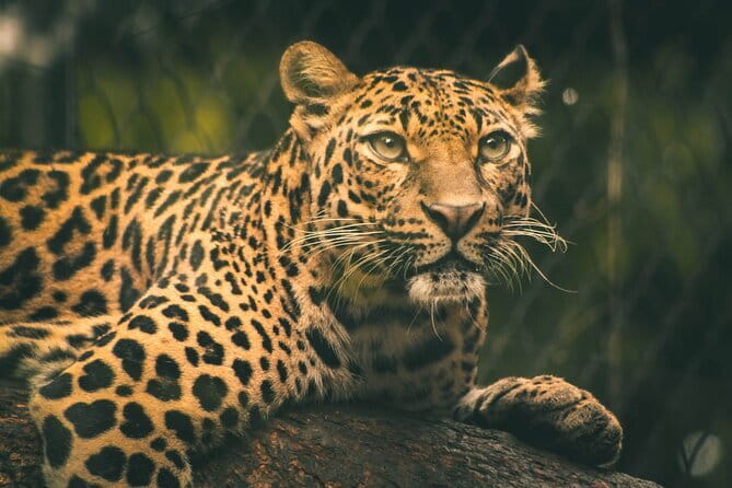 Yala National Park Safari |From Hambantota Port (Shore Excursion) - The guide can make or break the drive