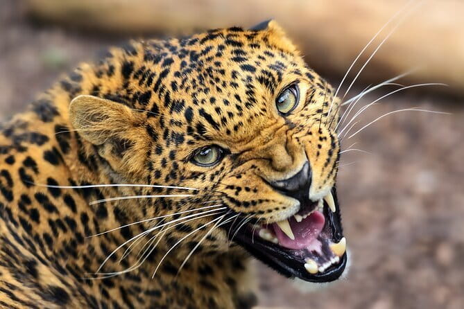 Yala National Park Safari |From Hambantota Port (Shore Excursion) - Is $75 a fair price?