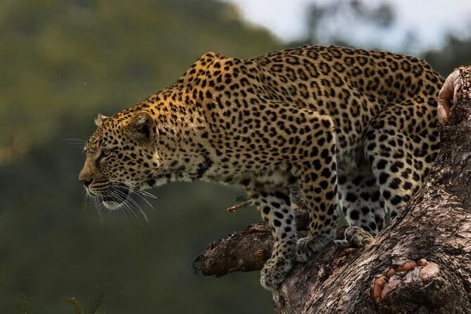 Yala National Park Safari |From Hambantota Port (Shore Excursion) - Four hours among Yala’s animals
