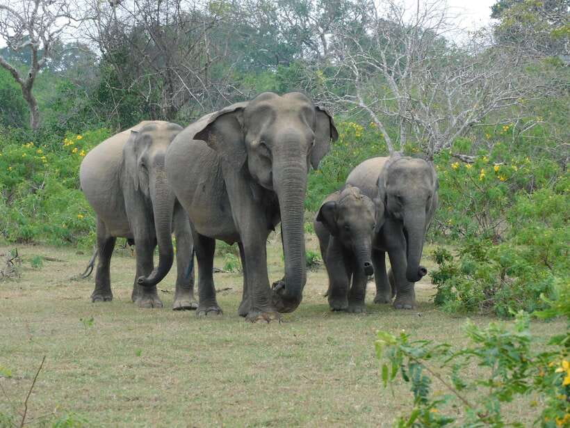 Yala National Park Safari Tour From Hambantota port - From Hambantota Port to Yala National Park