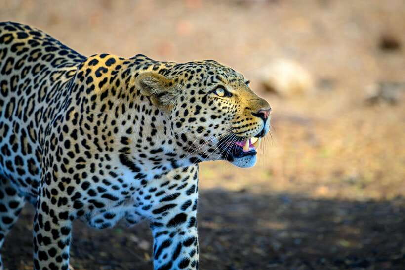 Yala National Park Safari Tour From Hambantota port - What the five-hour Yala visit feels like