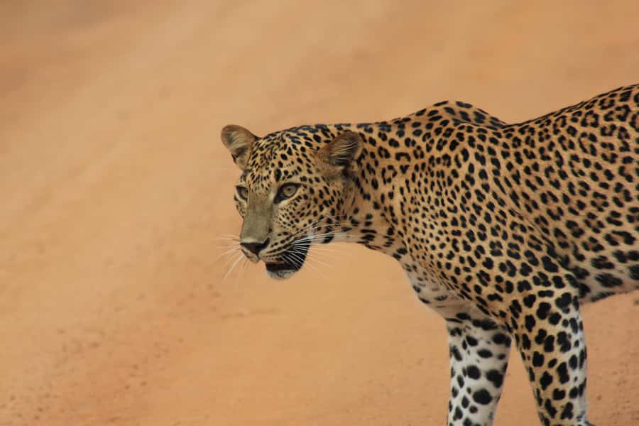 YALA National Park Safari Tour : Half day or Full day Tour - At the main entrance: allow time for the formalities