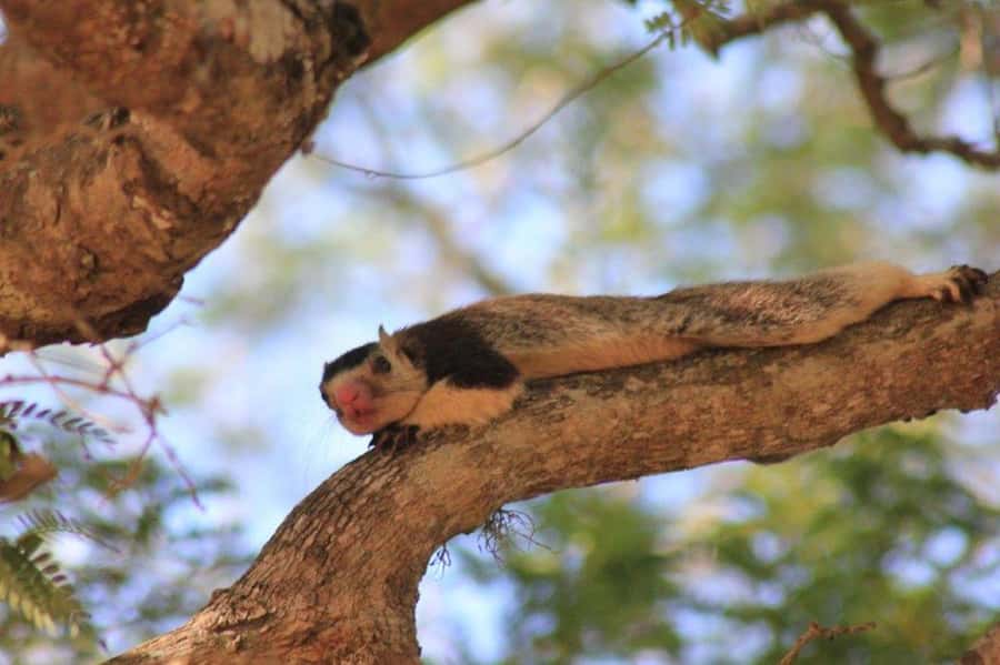 YALA National Park Safari Tour : Half day or Full day Tour - The second game drive lasts two and a half hours