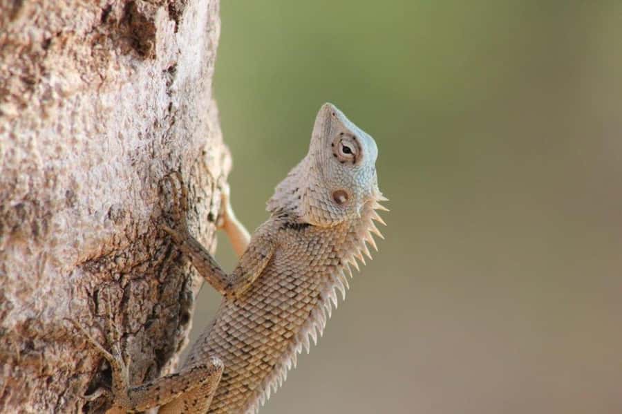 YALA National Park Safari Tour : Half day or Full day Tour - Returning to Tissamaharama after the final sighting