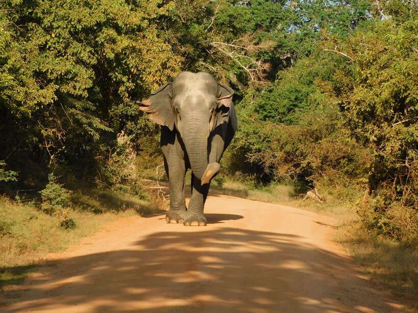 Yala National Park Safari Tours : Half Day & Full Day - Key points to know before booking